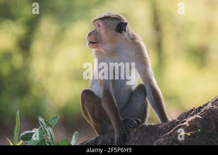 Profilo ritratto di toque macaque (Macaca sinica), scimmia del vecchio mondo su un albero nel Parco Nazionale di Udawalawe, Sri Lanka. Foto Stock