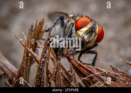 Macro spara una mosca che riposa sulle branchie di pesce marcio Foto Stock