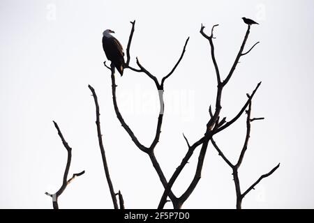 Silhouette di un'aquila di mare bianca o bianca (Haliaeetus leucogaster) appollaiato su un ramo secco di albero morto con un altro uccello A Udawalawe Na Foto Stock