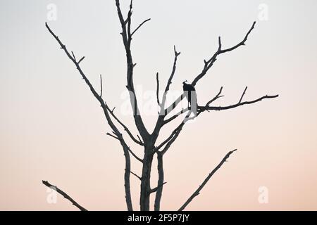 Silhouette di un pavone maschile arroccato su un ramo secco di albero morto all'alba o al tramonto nel Parco Nazionale di Udawalawe, Sri Lanka. Foto Stock