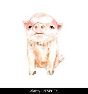 Piccolo piggy carino seduto, isolato su illustrazione bianco acquerello Foto Stock