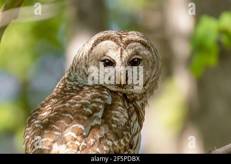 Primo piano di una civetta Barred (Strix varia) femminile in attesa che i suoi due guai lasciino il nido Foto Stock