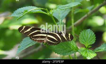 L'ala lunga Zebra si pone su foglia verde, le ali hanno strisce gialle e nere Foto Stock