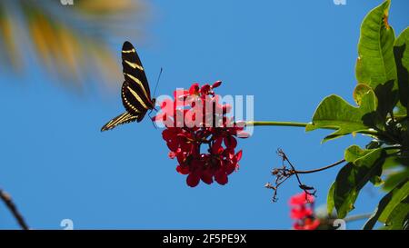 Zebra farfalla a ali di balza si nutre di un fiore rosso bel contrasto contro il cielo blu Foto Stock
