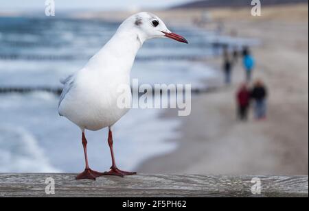 27 marzo 2021, Meclemburgo-Pomerania occidentale, Graal-Müritz: Un gabbiano siede sul molo e cerca cibo. Dietro di esso, gli escursionisti possono essere visti sulla spiaggia. Foto: Stefan Sauer/dpa-Zentralbild/dpa Foto Stock