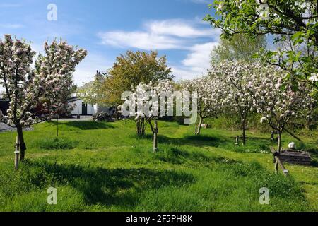 Fiori di mela, frutteto da giardino, maggio, mezzo standard alberi che crescono tra l'erba di prato di fiori selvatici. Galles del Nord Foto Stock