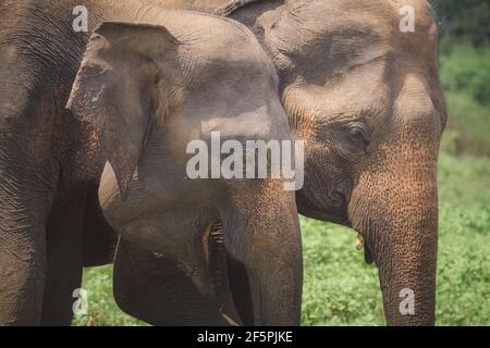 Primo piano di un paio di elefanti dello Sri Lanka (Elephas maximus maximus), sottospecie dell'elefante asiatico nella giungla del Parco Nazionale di Minneriya, Sri L. Foto Stock