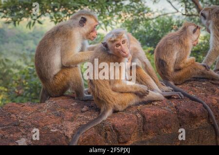 Scimmia del vecchio mondo specie di tocco macaques (Macaca sinica) sociale che grooming nella giungla dello Sri Lanka. Foto Stock