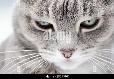 Primo piano di un gatto tabby grigio con occhi verdi e un naso rosa che guarda nel telaio con un look baleful. Foto Stock