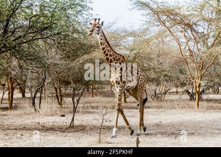 Bandia, Senegal, 16 luglio 2014, Giraffe nella riserva di Bandia. Girage è una specie di mammiferi ungulati, del gruppo dei ruminanti, che vivono in Africa sav Foto Stock