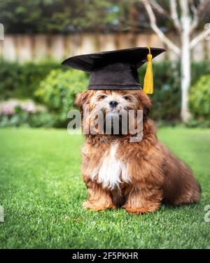 Adorabile cucciolo con cappello di laurea in cortile. Shichon o Zuchon cucciolo di orsacchiotto seduto sull'erba. Concetto divertente per la laurea, la formazione, aca Foto Stock