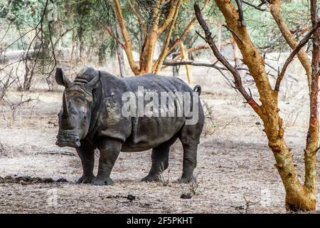 Bandia, Senegal, 16 luglio 2014, Rhinoceros nella riserva di Bandia. Il rinoceronte è una vittima in pericolo di mammifero di bracconaggio per il suo corno considerato Foto Stock