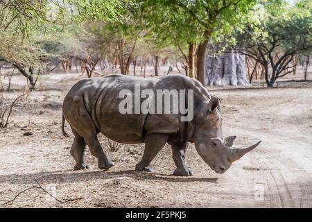 Bandia, Senegal, 16 luglio 2014, Rhinoceros nella riserva di Bandia. Il rinoceronte è una vittima in pericolo di mammifero di bracconaggio per il suo corno considerato Foto Stock