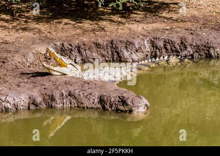 Bandia, Senegal, 16 luglio 2014, coccodrillo nella riserva di Bandia. I coccodrilli vivono in regioni calde. Tutte le specie acqua dolce frequente. Foto Stock