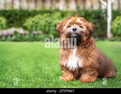 Cucciolo di Zuchon teddy seduto in giardino. cane maschio peloso di 6 mesi con colore albicocca chiaro e naso nero. Conosciuto come Shichon, Shih Tzu-B. Foto Stock