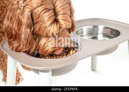 Red labradoodle cane mangiare da una stazione di alimentazione, primo piano. Grande cane femmina soffice con testa nella ciotola di cibo riempito con un mix di kibbles e d umido Foto Stock