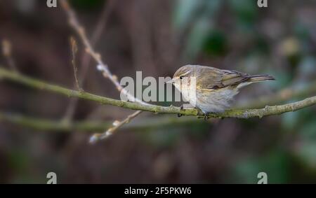 Chiffchaff Phylloscopus collybita un visitatore all'inizio dell'estate nel Regno Unito, nel nord di Norfolk, nel Regno Unito Foto Stock