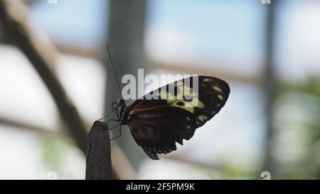 Vista laterale della farfalla postuomo con lingua arricciata e colorata ali Foto Stock