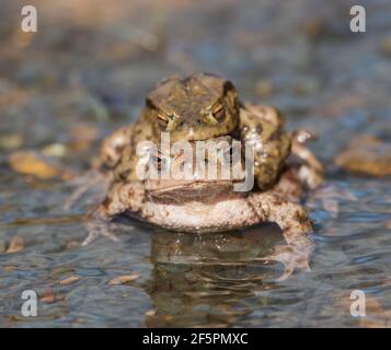 Comune Toad (Bufo bufo) maschio e femmina in un laghetto di allevamento con amplexus. Foto Stock