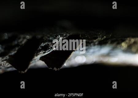 Herald falene ibernate in una grotta naturale, Finlandia. Foto Stock