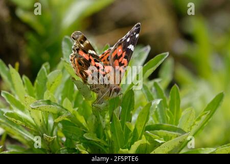 Donna dipinta brasiliana (Vanessa braziliensis) nella provincia di Tungurahua, Ecuador Foto Stock