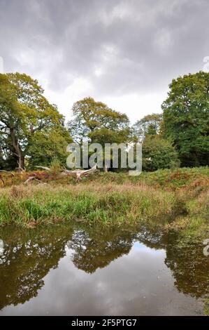 Autunno a Savernake Forest, Inghilterra Foto Stock