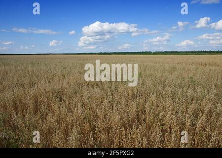 Cielo blu su un vasto campo di avena matura. Terreno agricolo. Zona pittoresca. OAT campi di cereali con cielo blu in una soleggiata giornata estiva prima della vendemmia. Foto Stock
