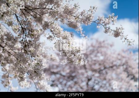 Londra, Regno Unito. 27 marzo 2021. Regno Unito Meteo: Fioritura attualmente in fiore a Swiss Cottage. Le previsioni sono per il tempo molto più caldo del 29 e 30 marzo, quando si prevede che le temperature aumentino al di sopra dei 20C. Credit: Stephen Chung / Alamy Live News Foto Stock