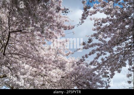 Londra, Regno Unito. 27 marzo 2021. Regno Unito Meteo: Fioritura attualmente in fiore a Swiss Cottage. Le previsioni sono per il tempo molto più caldo del 29 e 30 marzo, quando si prevede che le temperature aumentino al di sopra dei 20C. Credit: Stephen Chung / Alamy Live News Foto Stock