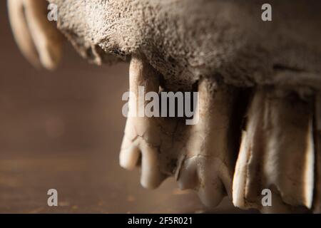 Primo piano di antichi denti del cranio di animali intemprati Foto Stock