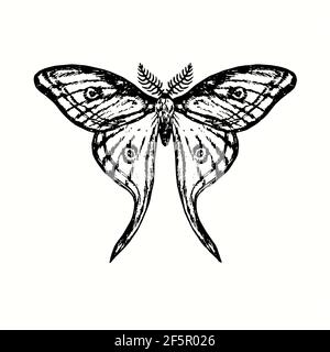 Vista frontale della Luna Moth (Actias luna). Disegno in bianco e nero in legno. Foto Stock