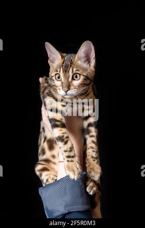 Mano femminile che tiene e mostra un piccolo gattino bengala sopra sfondo nero Foto Stock