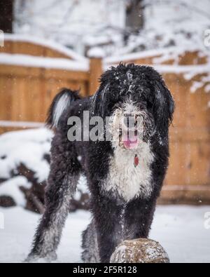 Un bernedoodle che gioca nel cortile di una casa durante una nevicata nel tardo inverno. Foto Stock