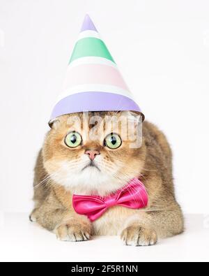 Gatto britannico shorthair in cappello di compleanno e cravatta di arco isolato su sfondo bianco Foto Stock