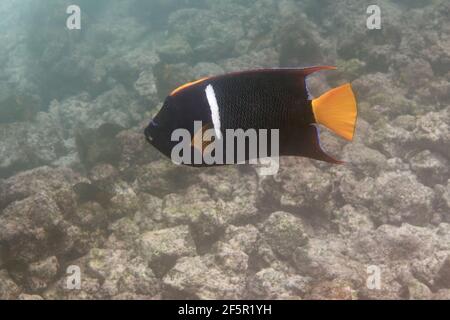 Re angelfish o passer angelfish (Holacanthus passer) - Isole Galapagos, Ecuador Foto Stock