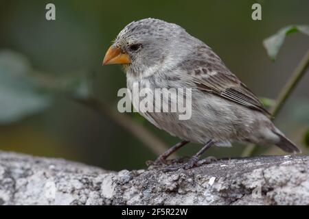 Finch femmina grande terreno (Geospiza magnirostris) - Isole Galapagos, Ecuador Foto Stock