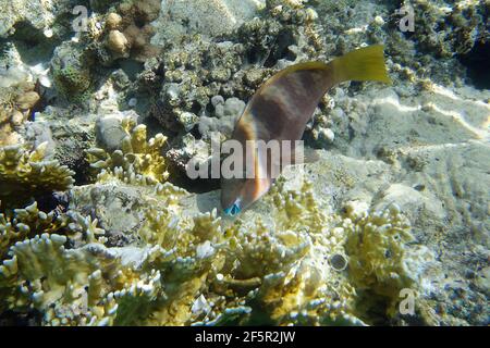 Parroto Rusty femminile (Scarus ferrugineus) in Mar Rosso Foto Stock