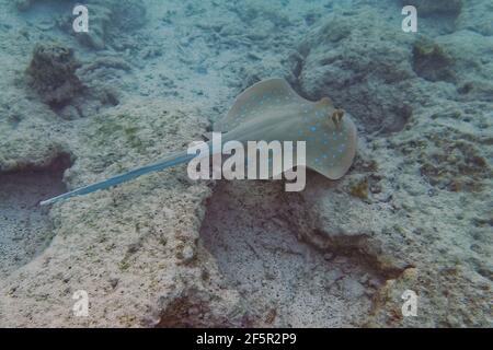 Stingray a macchia blu (Neotrygon kuhlii) nel Mar Rosso Foto Stock