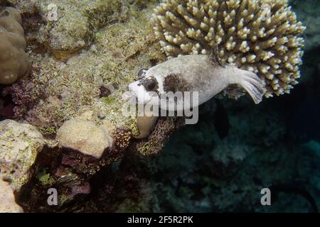 Puffer mascherato (Arothron diadematus) nel Mar Rosso Foto Stock