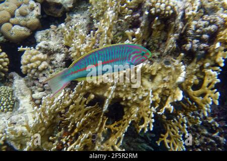 La grasse di Klunzinger (Thalassoma rueppellii) nel Mar Rosso Foto Stock