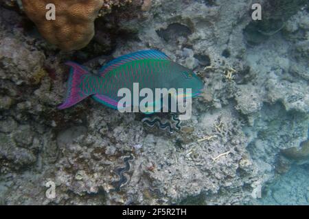 Parrotfish bicolore o parrotfish di testa di mumphead (Cetoscarus bicolore) in Mar Rosso Foto Stock