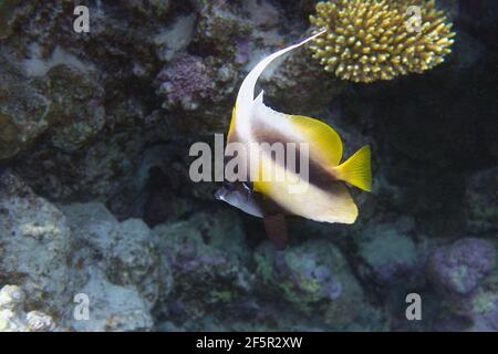 Pesce pescato del Mar Rosso (Heniochus intermedius) nel Mar Rosso Foto Stock