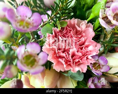 Bouquet di Dianthus Caryophyllus primo piano. Sfondo di Dianthus Caryophyllus Foto Stock