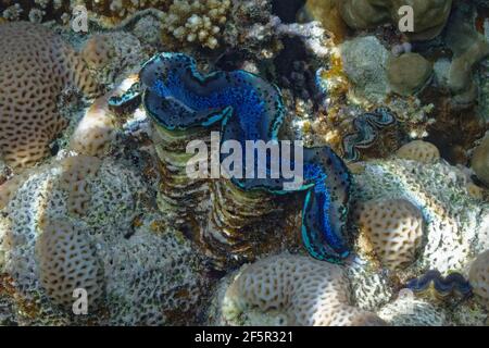 Clam gigante (tridacna maxima) nel Mar Rosso Foto Stock