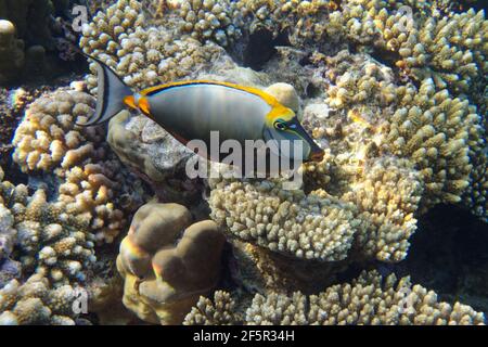 Orangespina unicornfish (naso lituratus) nel Mar Rosso Foto Stock
