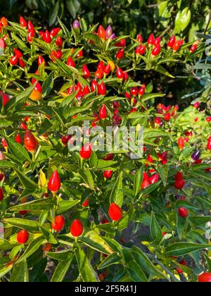 Peperoncino misto colorato sull'albero Foto Stock