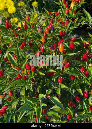 Peperoncino misto colorato sull'albero Foto Stock