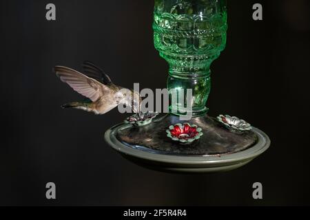 Hummingbird con gola di rubino all'alimentatore di nettare. Foto Stock