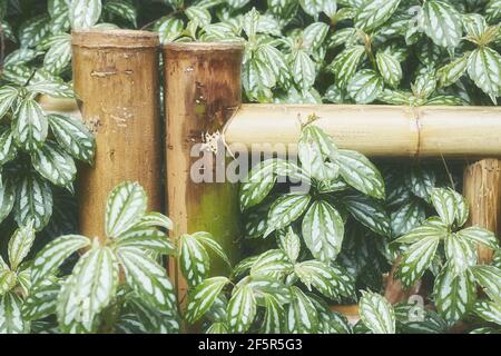 Primo piano immagine di una recinzione di bambù in giardino, colore tonato sfondo orientale, fuoco selettivo. Foto Stock