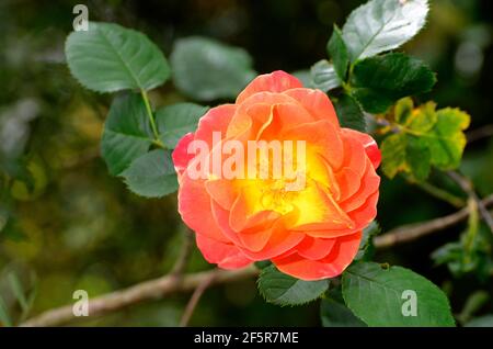 Rosa 'Joseph's Coat' in fiore. Giardino botanico di Iturraran. Paesi Baschi. Spagna Foto Stock